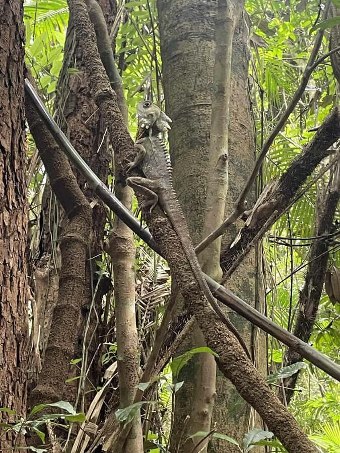 Atherton: Yidinji Explorer Tour with Fig Tree & Lake Barrine - Discovering Yidinji Country in a Compact, Authentic Format