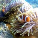 ATV Quad Ride and Blue Lagoon Snorkeling - Final Thoughts