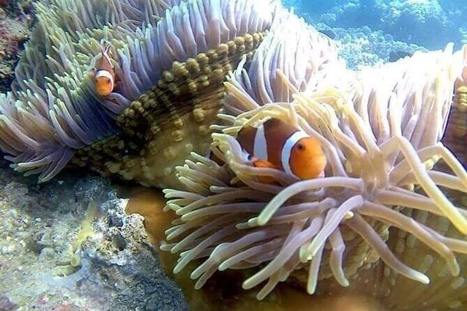 ATV Quad Ride and Blue Lagoon Snorkeling - Final Thoughts