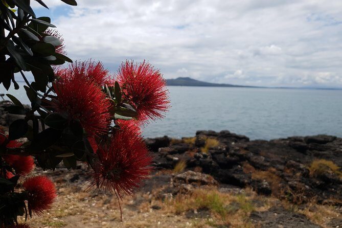 Auckland Bush, Beach and Bites Trail - Exploring Auckland鈥檚 Coastal Hidden Gems