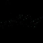 Auckland North Shore Glowworm Tour - The Experience in Detail