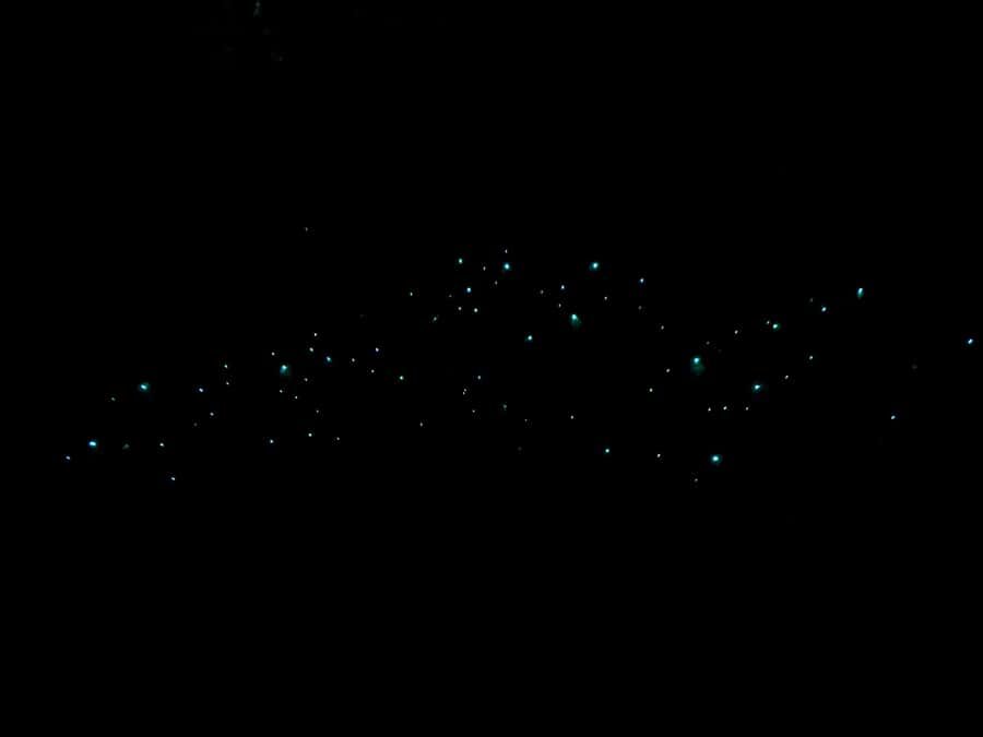 Auckland North Shore Glowworm Tour - The Experience in Detail