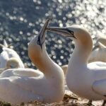 Auckland: Private Muriwai Gannets Experience - An In-Depth Look at the Muriwai Gannets Tour