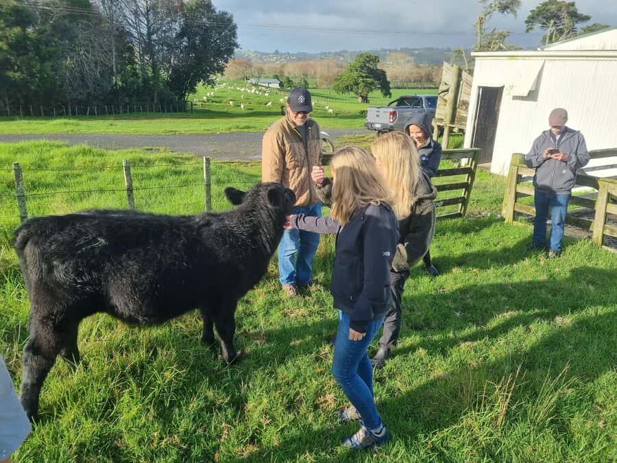 Auckland: Private Sheep & Beef Working Farm Tour - The Experience in Detail