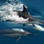 Auckland: Tikapa Moana Whales, Dolphins and Islands Cruise - What Makes This Tour Stand Out?