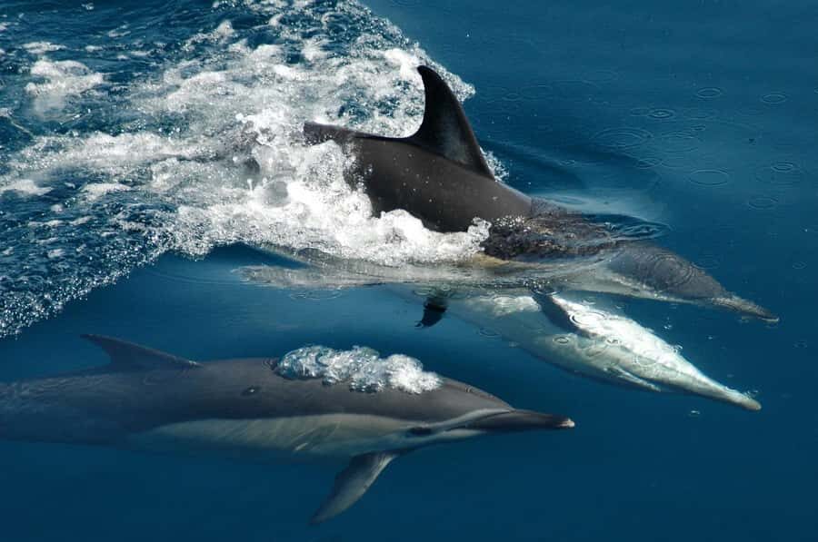 Auckland: Tikapa Moana Whales, Dolphins and Islands Cruise - What Makes This Tour Stand Out?