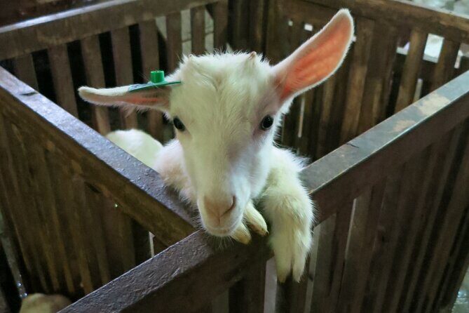 Authentic Vietnam Farming Full Day Small Group Tour - Practical Details and Value