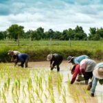 Back to Basics: Siem Reap Village Tour in Cambodia - What We Think About the Value