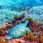 Bali: 2-Day PADI Advanced Open Water Course - Day 1: Kickoff at Padang Bai and the Blue Lagoon