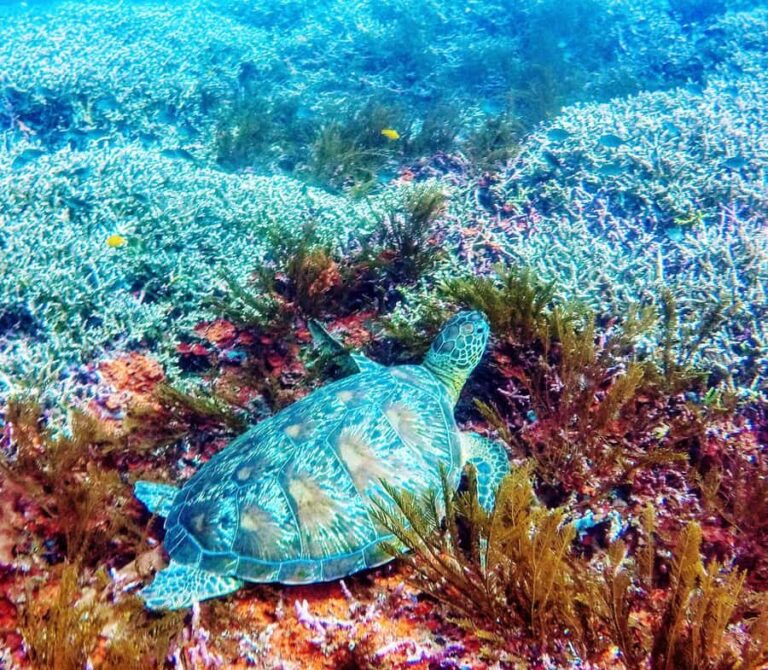 Bali: 2-Day PADI Advanced Open Water Course - Day 1: Kickoff at Padang Bai and the Blue Lagoon