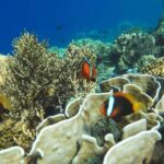 Bali: All-Inclusive Blue Lagoon & Tanjung Jepung Snorkeling - Why This Tour Offers Good Value