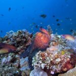 Bali, Amed: Deep Diver Speciality Course and Kayak Trip - Deep Dive into the Itinerary