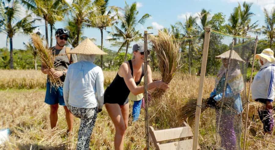 Bali: Authentic Rural & Cooking Experience - Starting Point and Transportation