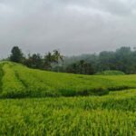 Bali: Batukaru Temple, Waterfall, and Rice Terrace Tour - The Experience in Context: What You Should Know