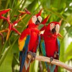 Bali Bird Park Admission Pass - What Makes Bali Bird Park Special?