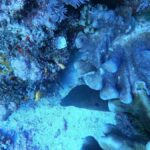 Bali Blue Lagoon and Tanjung Jepun Snorkeling Tour with - A Closer Look at the Blue Lagoon and Tanjung Jepun Snorkeling Tour