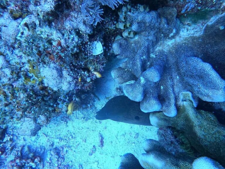 Bali Blue Lagoon and Tanjung Jepun Snorkeling Tour with - A Closer Look at the Blue Lagoon and Tanjung Jepun Snorkeling Tour