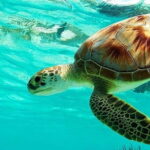 Bali : Blue Lagoon Snorkeling combine with Bali Swing in Ubud - Authentic Experiences: What Travelers Say