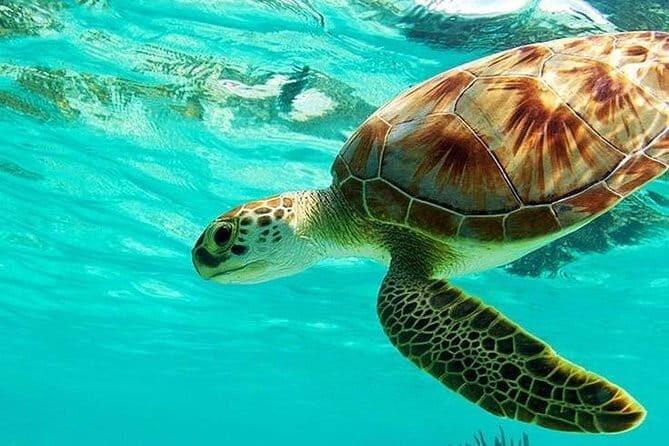 Bali : Blue Lagoon Snorkeling combine with Bali Swing in Ubud - Authentic Experiences: What Travelers Say