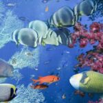 Bali Blue Lagoon Snorkeling Tour - Detailed Breakdown of the Tour Experience