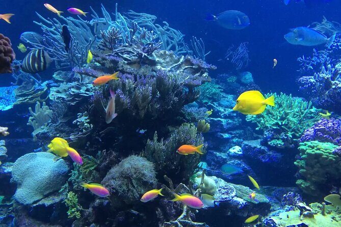 Bali Blue Lagoon Snorkeling with Private Transfer and Lunch - Additional Details and Practical Tips