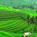 Bali: Customised North Bali Tour With Hotel Transfer - FAQ