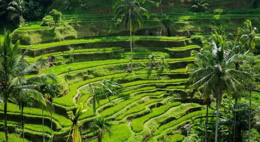 Bali: Customised Ubud Tour with Profesional Tour Guide - Frequently Asked Questions (FAQs)
