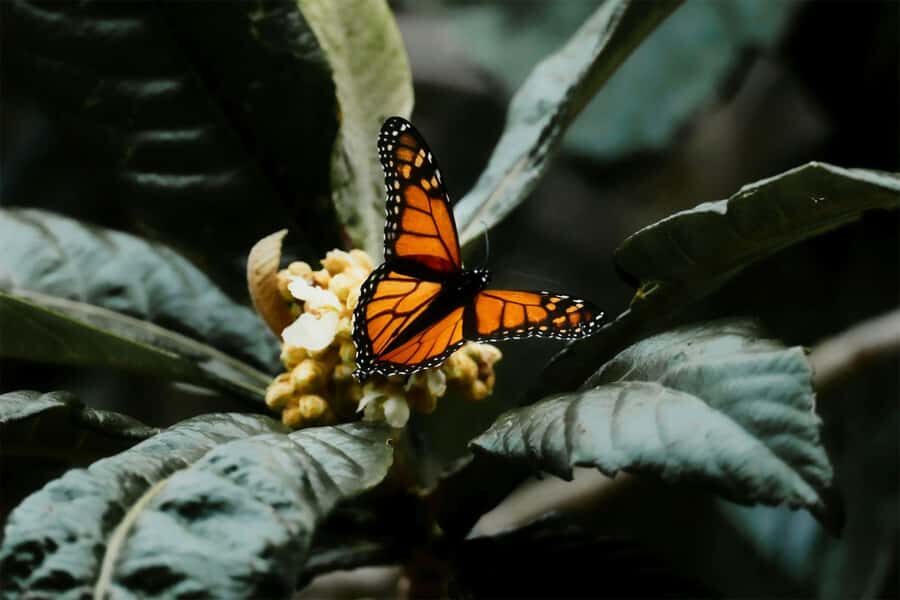 Bali Discovery: Waterfalls, Butterfly Park & Village Life - A Deep Dive into the Tour Experience