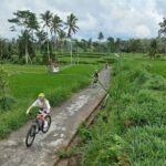Bali Downhill Cycling Kintamani to Ubud with Private Transfer - Transport, timing, and value