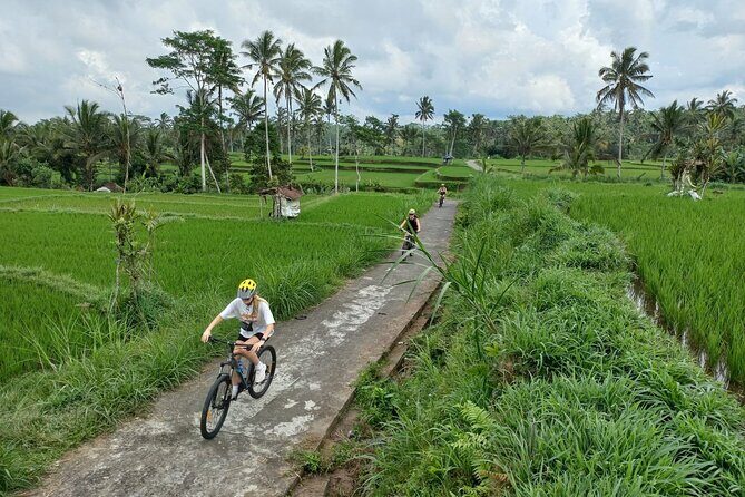 Bali Downhill Cycling Kintamani to Ubud with Private Transfer - Transport, timing, and value