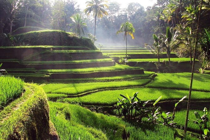 Bali Full-Day Tours : Waterfall and Ubud Destination Trip - The Sum Up