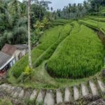 Bali: Gunung Kawi Temple & Pakerisan UNESCO Guided Tour - Pricing and Value