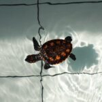 Bali Horse Riding and Turtle Release at Saba Beach - A Deep Dive into the Tour Experience