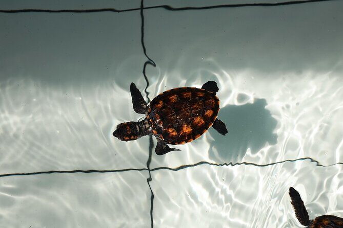 Bali Horse Riding and Turtle Release at Saba Beach - A Deep Dive into the Tour Experience