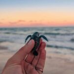 Bali: Horse Riding & Turtle Release Experience at Saba Beach - Exploring the Itinerary in Detail