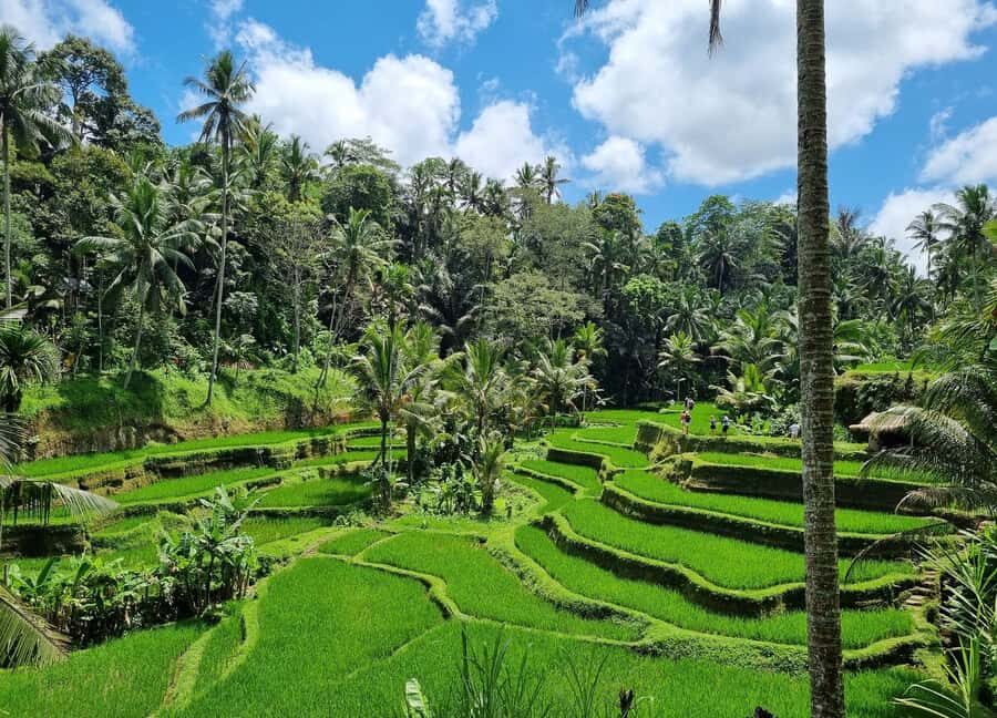 Bali: Jaga Satru Waterfall, Goa Lawah & Sidemen Tour - Exploring Bali’s Natural and Cultural Gems