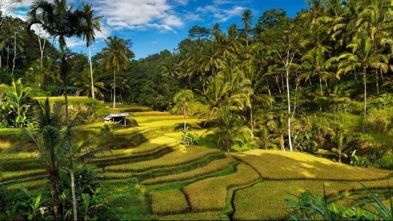Bali: Jatiluwih Rice Terrace, Temple & Hot Springs Day Trip - Practicalities and Value