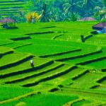 Bali: Jatiluwih Rice Terraces, Sangeh Forest & Coffee Tour - A Deep Dive into the Experience
