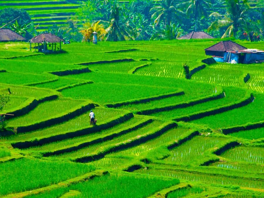 Bali: Jatiluwih Rice Terraces, Sangeh Forest & Coffee Tour - A Deep Dive into the Experience