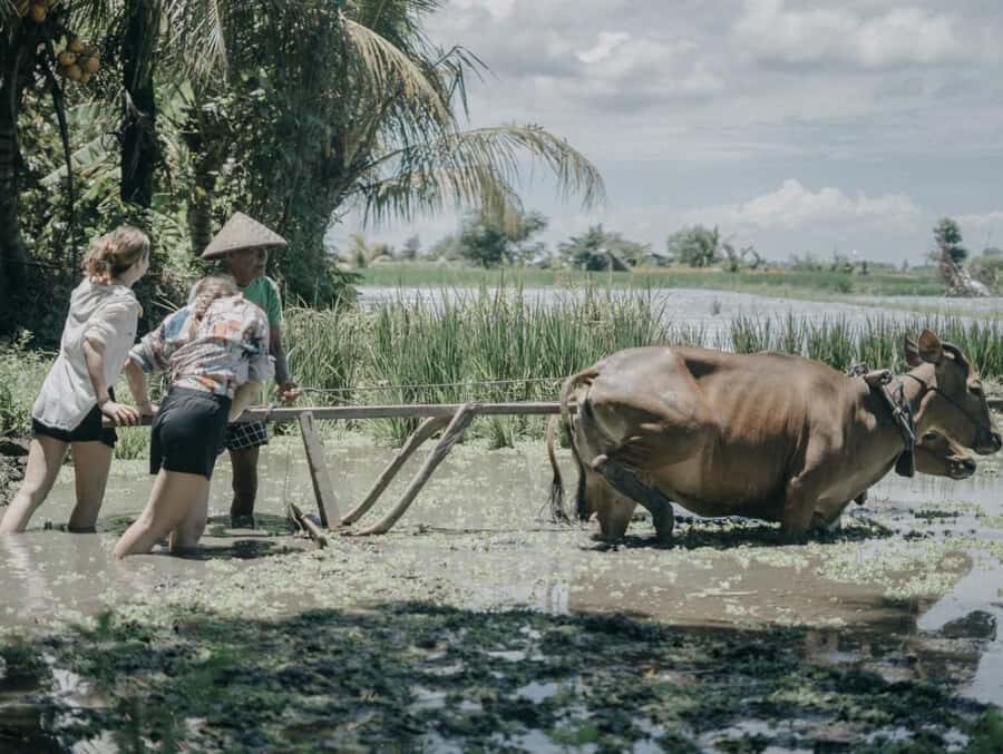 Bali: Local Village and School Tour with Lunch - The Itinerary in Detail