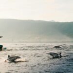 Bali: Lovina Dolphin Watching and Snorkeling Tour - What to Know Before Booking