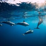 Bali: Lovina Marine Wonders, Dolphin Swim & Snorkeling. - Practical Details and Tips