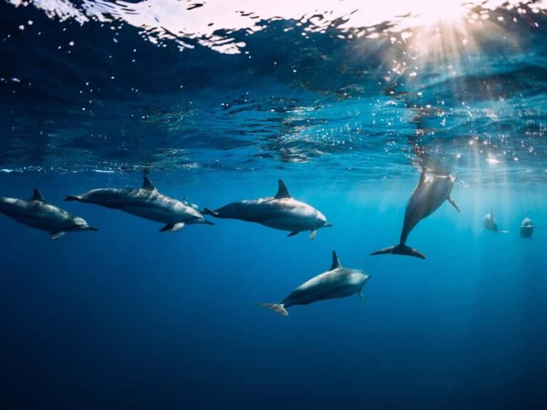 Bali: Lovina Marine Wonders, Dolphin Swim & Snorkeling. - Practical Details and Tips