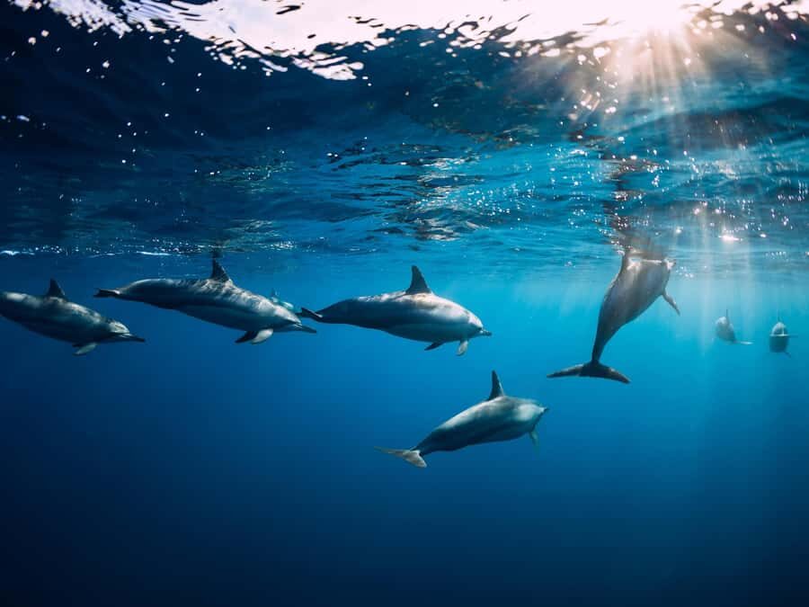 Bali: Lovina Marine Wonders, Dolphin Swim & Snorkeling. - Practical Details and Tips