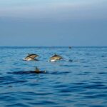 Bali/Lovina: Private or Shared Sunrise Dolphin Snorkel Tour - Detailed Breakdown of the Itinerary