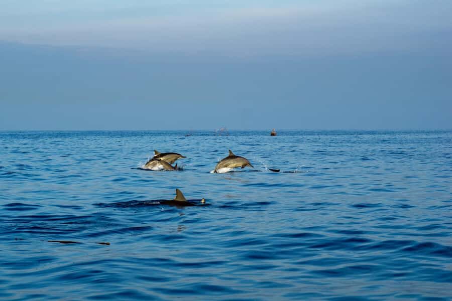 Bali/Lovina: Private or Shared Sunrise Dolphin Snorkel Tour - Detailed Breakdown of the Itinerary
