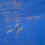 Bali: Lovina Sunrise Dolphin Watching And Snorkeling Tour - Authentic Experiences and Traveler Insights