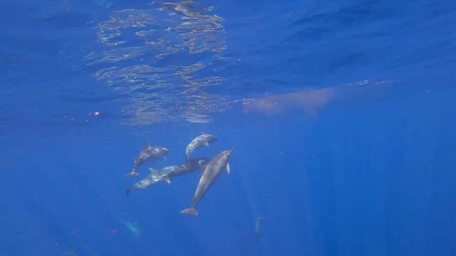 Bali: Lovina Sunrise Dolphin Watching And Snorkeling Tour - Authentic Experiences and Traveler Insights