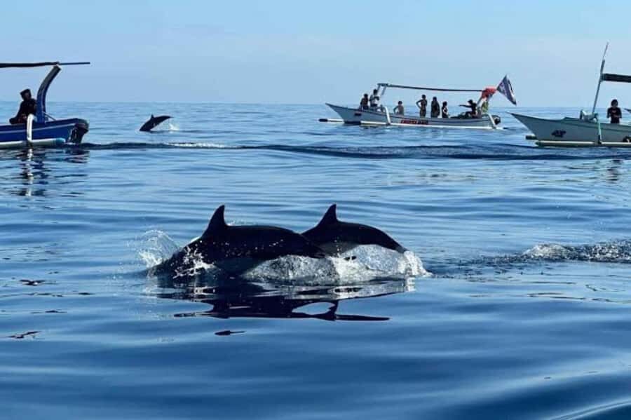 Bali: Lovina Swimming With Dolphine & Snorkeling Tour - Authentic Encounters and Expert Guides