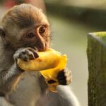 Bali: Monkey Forest, Taman Ayun, Tanah Lot Temple Tour - Transportation, Timing, and Practical Details